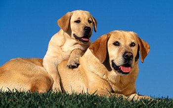 Animals, Sit, Couple, Pair, Puppy, Labradors HD wallpaper