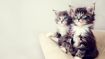 Pets , Classic, Unique HD wallpaper