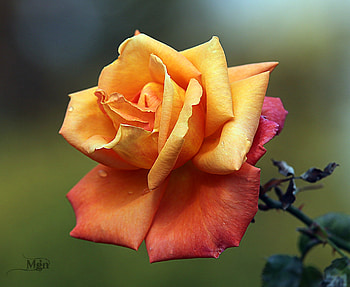Rose, Macro, Flower, Petals HD wallpaper