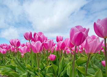 A beautiful field of blooming pink tulips under a bright blue sky offering a scenic view. HD wallpaper