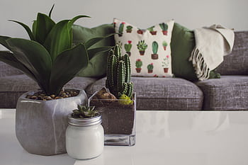 Modern living room featuring potted plants, cactus decor, and a cozy sofa. HD wallpaper