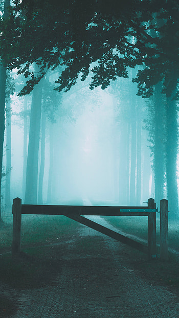 Nature, Road, Forest, Fog, Barrier HD phone wallpaper