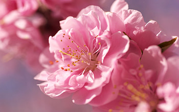 Plants, Flowers HD wallpaper