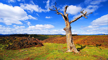 Amazing nature, grass, sky, cloud, tree HD wallpaper