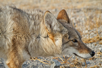 Coyote, Amazing nature, Nature's wonders, Beautiful sights HD wallpaper