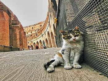 Coloseo Cat, cat, coloseo HD wallpaper