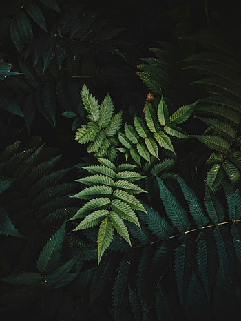 Leaves, Macro, Dark, Branches HD phone wallpaper