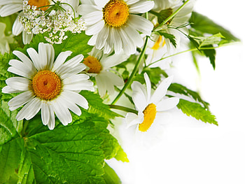White daisies, nature, daisy, petal, flower HD wallpaper