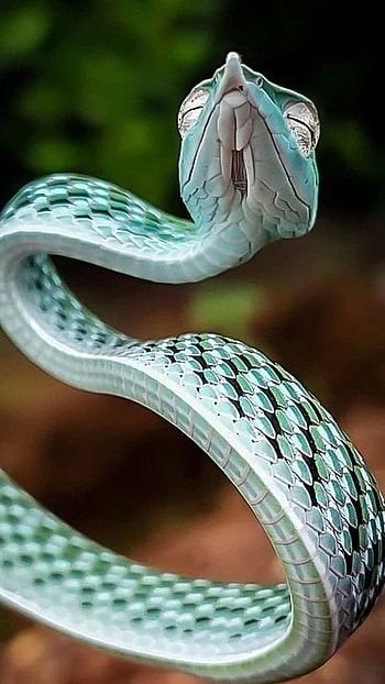 Snake, Vines HD phone wallpaper