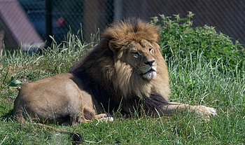 Animals, Grass, Lion, Big Cat, Animal HD wallpaper
