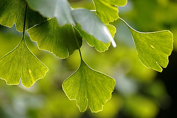 Ginkgo Biloba, Nature's wonder, Health benefits, Superfood HD wallpaper