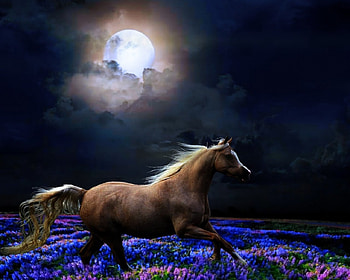 Solitary gallop in the moonlight.., night, gallop, horse, shadow, alone, darkness, horses, brown, moonlight, moon, time, , clouds, flowers HD wallpaper