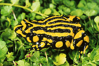 Southern Corroboree Frog, animal, frog, southern, corroboree HD wallpaper