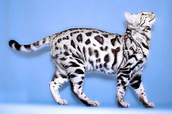 Silver, Bengal Cats HD wallpaper