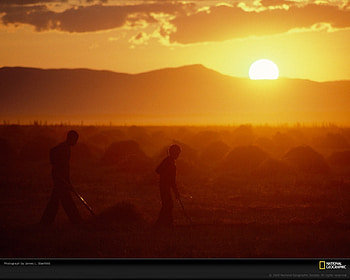 orange landscape, fields of hay, workin hard at sunset HD wallpaper