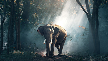 Elephant in , Breathtaking graphy, 1440p resolution, Stunning ry HD wallpaper