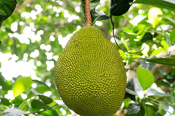 Jackfruit industry, Economic impact, Fruit farming, Growing market HD wallpaper