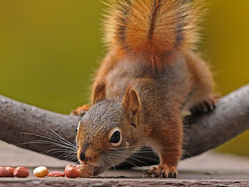Vacumn Cleaner, nuts, limb, squirrel, tree HD wallpaper