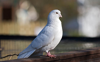 Pigeons birds , Avian beauty, Feathered fascination, Nature's artwork HD wallpaper