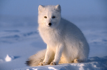 Silent arctic fox, Arctic beauty, Pristine white, Nature's marvel HD wallpaper