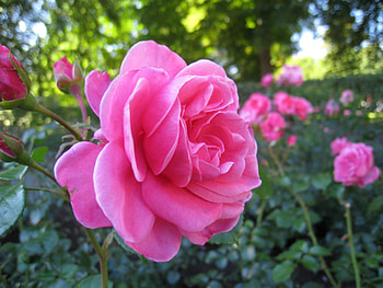 Pink Dream, summer, pink, roses, green, trees, park HD wallpaper