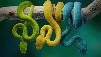 Green Yellow Blue Snakes On Tree Branch In Blur Teal Blue Background Snake HD wallpaper