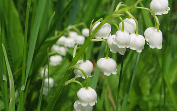 Lily of the Valley, flower, background, Floral HD wallpaper