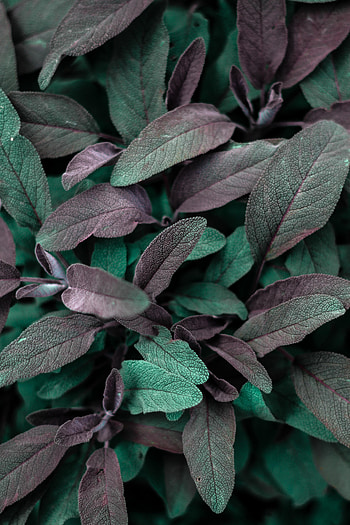 Leaves, Plant, Macro, Veins HD phone wallpaper
