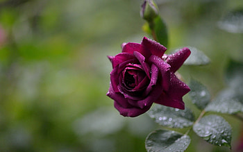Drops, Flower, Macro, Rose Flower, Rose, Petals HD wallpaper