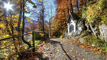 Nice view, white, house, nice, leaves, trees, view, autumn, road, sky, forest HD wallpaper