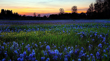 Nature, Flowers, Trees, Sunset, Sky, Greens, Lawn HD wallpaper