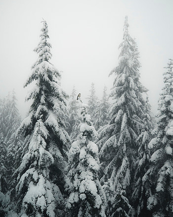 Winter, Nature, Snow, Bird, Fog, Ate HD phone wallpaper