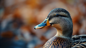 Duck Close-Up, Animal, duck, close-up HD wallpaper