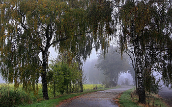 Nature, Trees, Grass, Park, Stroll HD wallpaper