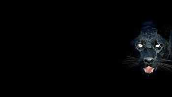 you're my prey, cats, darkness, black jaguar, prey HD wallpaper