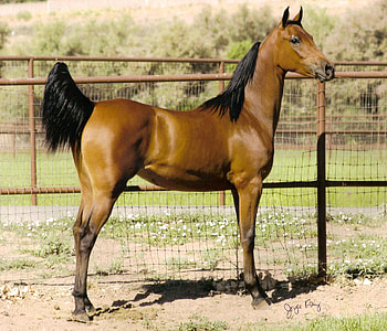 Young Lady, lady, horse, young, yearling, filly HD wallpaper