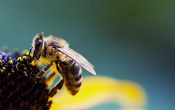 Flower, Macro, Bee, Wings, Pollen, Pollination HD wallpaper