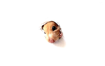 Hamster peeking through, Hamster artwork, Curious and mischievous, Whiskered explorer HD wallpaper