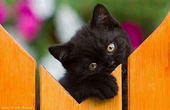 cute black kitty, black, kitty, animals, cats, cute HD wallpaper