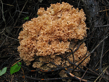 Cauliflower fungus fact, Health benefits, Food HD wallpaper
