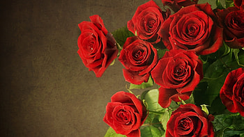 Plants, Flowers, Roses HD wallpaper