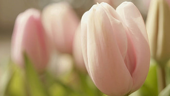 Flowers, Macro, Petals, Bud, Tulip HD wallpaper