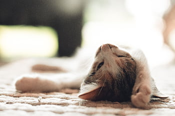 A peaceful kitten stretches out in a sunlit room, exuding comfort and warmth. HD wallpaper