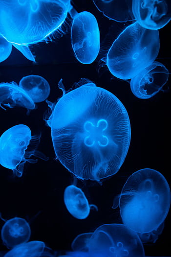 Blue jellyfish glowing in a dark aquarium, showcasing marine beauty. HD phone wallpaper