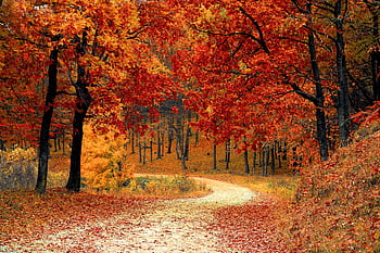 A que autumn scene featuring a winding path through a vibrant forest of red and orange leaves. HD wallpaper