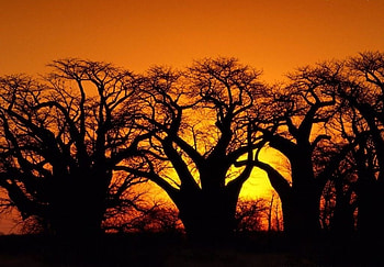 Sunset, trees, beautiful, nature HD wallpaper