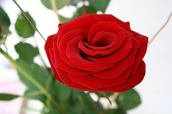 rose, blooming, love, red HD wallpaper
