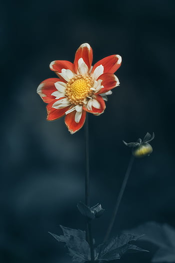 Close-up of a red and white flower with a vibrant yellow center on a dark moody background. HD phone wallpaper
