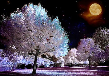 Moonglow, night, full moon, glow, trees, colors, park HD wallpaper
