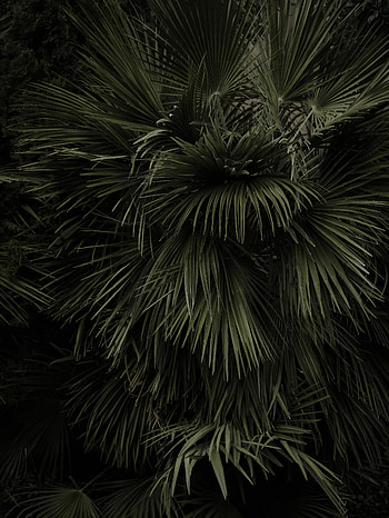 Nature, Leaves, Plant, Palm HD phone wallpaper